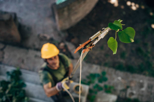 Tree Health Inspection in Loris, SC